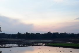 Luas Panen Padi Banten Januari-Februari &nbsp;84,832 Hektare