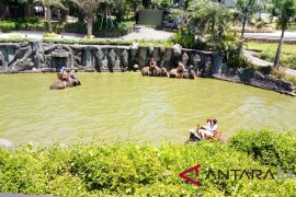 Libur Paskah, kunjungan di Bali Zoo melonjak