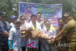 Populasi sapi Bangka Tengah 3.817 ekor