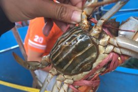 Sepakati penataan pengelolaan kepiting bakau Kubu Raya
