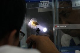 Kontes Ikan Cupang internasional