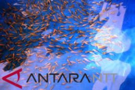 DKP NTT salurkan 20.000 ekor benih Nila