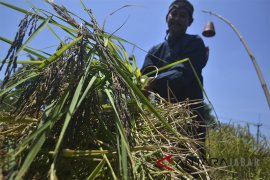 Panen Perdana Padi Hitam