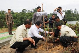 Bupati Paser tanam Pohon Ulin di Tahura