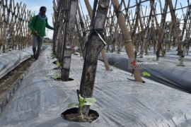 Perawatan Tanaman Melon