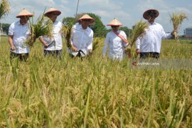 Program BUMN Serap Gabah Petani