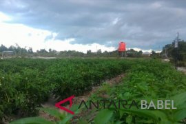 Sekda kaget bekas tambang ditanami sayur