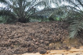 Kemenperin kembangkan tandan kosong sawit untuk industri kertas nasional