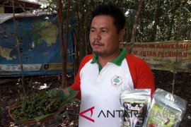 Mitra binaan PT Timah pasarkan lada hitam secara daring