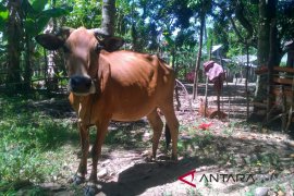 Pemkab Pesisir Selatan bantah kematian sapi di Pasar Bukit Air Haji akibat virus jembrana