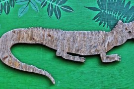 Setelah Banjir Surut, Buaya Berkeliaran Di Australia