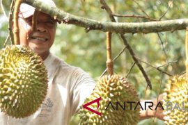 'RSF' adakan 'Festival Makan Durian' di Tajun-Buleleng