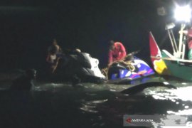 Stranded Sperm Whale in Situbondo Successfull Saved
