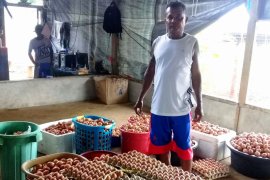 Harga telur ayam ras di pasar tradisional Ambon naik