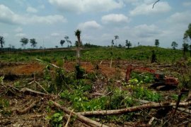Perambah ancaman serius Hutan Harapan
