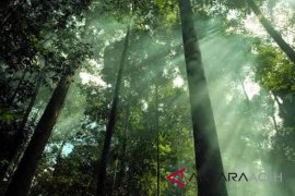 Pemko Langsa menang dalam sengketa hutan lindung