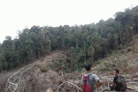 Hutan lindung dirambah di Aceh capai belasan ribu hektare