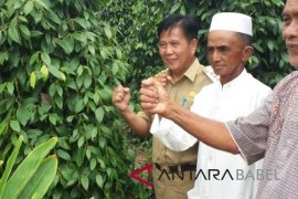 Pemkab Bangka Tengah berupaya dongkrak harga lada