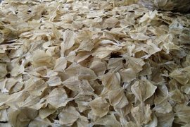 Industri ikan asin Aceh rambah pasar Sumut