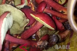 Harga jamur pelawan Bangka Tengah Rp5 juta