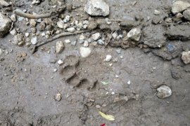 Harimau resahkan warga Palupuh