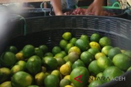 Potensi ekspor jeruk nipis asal Gresik cukup besar