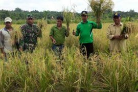 Kelompok Tani Danau Topang Berhasil Panen Padi 40 Ton