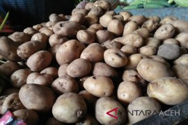 Kebutuhan kentang di Banda Aceh 7 ton/minggu