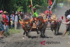 All out, Pemkab Jembrana bangun sektor pariwisata
