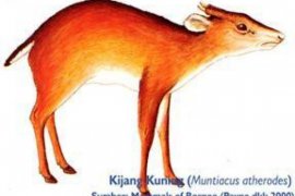 BKSDA Berupaya Ungkap Keberadaan Kijang Emas