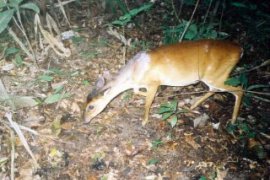 Mengungkap Gonjang Ganjing Keberadaan Kijang Emas