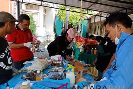 "Saving Buleleng Dog" vaksin ratusan anjing