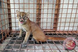 Ternyata populasi kucing emas di Aceh masih banyak