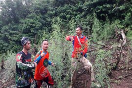 BNNP Lampung apresiasi temuan ladang ganja Tanggamus