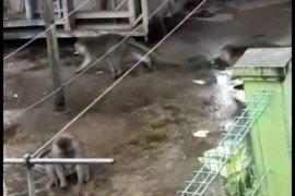 Bekasi kerahkan damkar tangkap monyet liar ganas