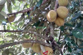 Buah Khas Kalimantan