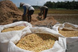 Target partanaman kedelai Langkat 3.085 hektare