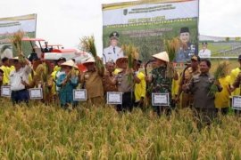 Panen Padi Raya di Kubu, Plt Bupati Rohil juga Serahkan Bantuan Peralatan
