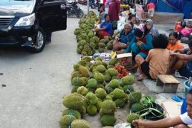 Pedagang durian di Ambon panen rejeki