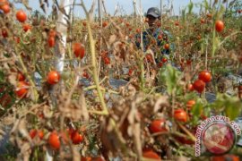 Tak Ada Harganya, Tomat  Dibiarkan Membusuk di Pohon