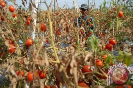 Petani Gayo biarkan tomat membusuk di pohon