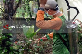 Sejumlah Warga Surabaya Resah oleh Maraknya Ulat Bulu