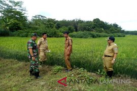 Banjir akibatkan 15 hektare sawah di Waykanan puso