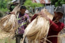 Rotan pun diselundupkan ke Malaysia