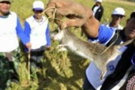 Kurangi Populasi Hama Padi, PPL Bungaraya dan Petani Gropyokan Tikus