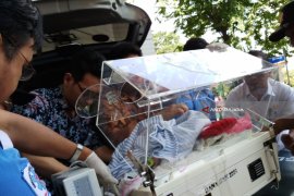 Bayi Kembar Siam Asal Ternate Dirujuk ke RSUD Dr Soetomo (Video)