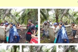 4 Bulan Perburuan Harimau Bonita Berhasil Ditembak Bius, Kapolres: Kondisi Hidup