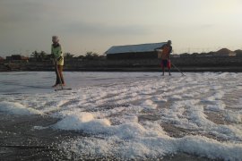 Petani Garam Probolinggo Tolak Impor Garam