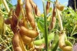 60 Hektare Lahan Terendam Banjir, Kedelai Petani di Rohil Banyak Rusak