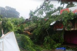 Di Kediri, Alat Berat Didatangkan Atasi Pohon Ambruk